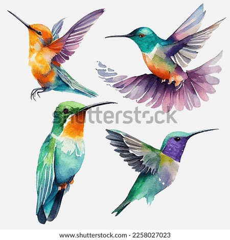set vector illustration of paradise hummingbird bird isolated on a white background.