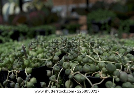 close up shot on green plants inside a botanical garden shop store