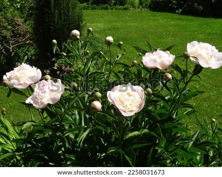 Close-up of the Peony bush "White Towers", a garden in the Moscow region, June 2022.