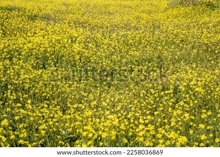 Panoramic view of a field of yellow daisies in abundance