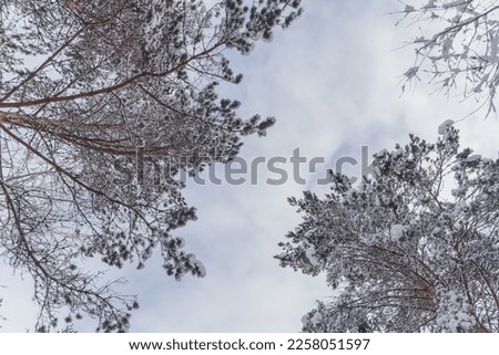 Looking at the sky, tree tops are covered in snow. Pine trees is mostly in the picture. Winter in Europe, Latvia, Valmiera.