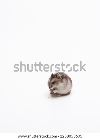 cute hamster eats seeds sitting on the white background
