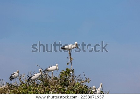 Group of Asian open bill birds (Anastomus oscitans) standing on top of the tree on blue sky background.