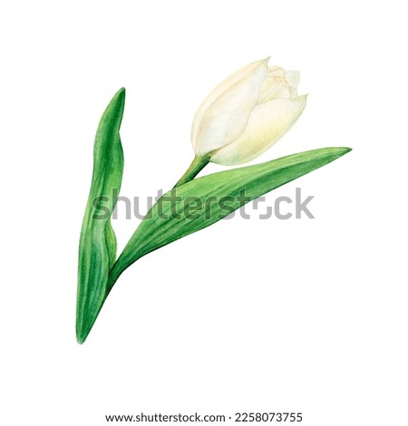 White tulip flower in watercolor. Hand-drawn botanical illustration, isolate on a white background. For holiday cards, invitations, posters, fabric printing, stickers according to your design