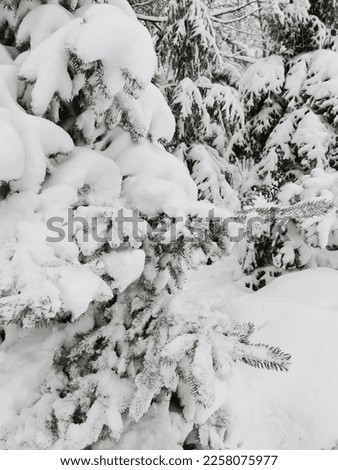 Beautiful winter picture, with snowy fir trees. Abundant snow on the branches of the winter firs. 