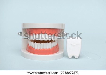 Educational model of oral cavity with teeth and dental floss on blue background