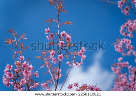 Beautiful Wild Himalayan, Cherry pink blossom Sakura flowers, or Prunus Cerasoides full bloom in the natural forest in high mountain area in winter of Northern Thailand. Natural background concept.