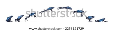 Blue poison dart frog Jumping Animation Sequence, Dendrobates tinctorius azureus, isolated on white Royalty-Free Stock Photo #2258121729