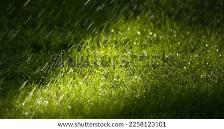 Raindrops fall on the green grass in the park. Warm rain on a beautiful summer day.