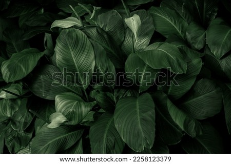 Dark green leaves in the park background image Royalty-Free Stock Photo #2258123379