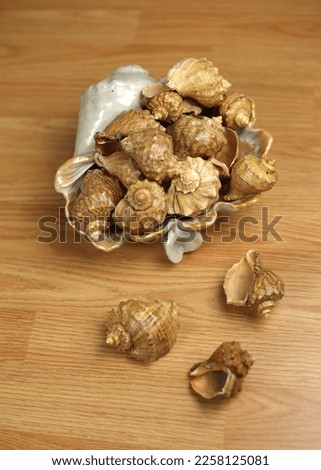 Many dried shells on wooden background, decorations for home. Sea shells