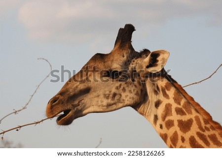 Giraffe eating tree leaves in the african sabanna