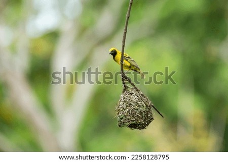 Village Weaver (Ploceus cucullatus spilonotus) bird in wild nature of Mauritius