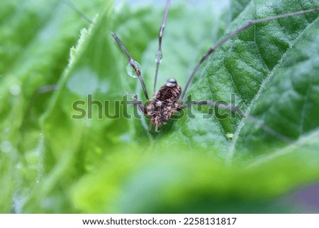 Harvestmen or harvest spiders or daddy longlegs (Opiliones) are a type of amazing creatures. There is a water drop on its head, reflecting its eyes. The photo has a blurred green background. Royalty-Free Stock Photo #2258131817
