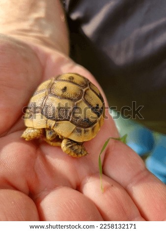 The tiny baby Greek tortoise