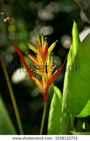 Tropical flower Heliconia Olympic Dream in natural conditions Royalty-Free Stock Photo #2258132755