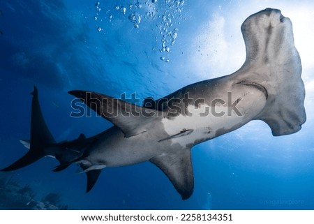 Hammer Head Shark in Bahamas Royalty-Free Stock Photo #2258134351