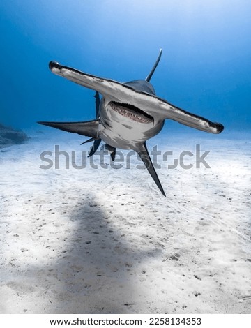 Hammer Head Shark in Bahamas Royalty-Free Stock Photo #2258134353