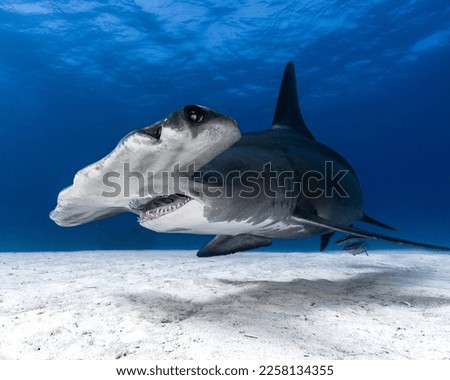 Hammer Head Shark in Bahamas Royalty-Free Stock Photo #2258134355