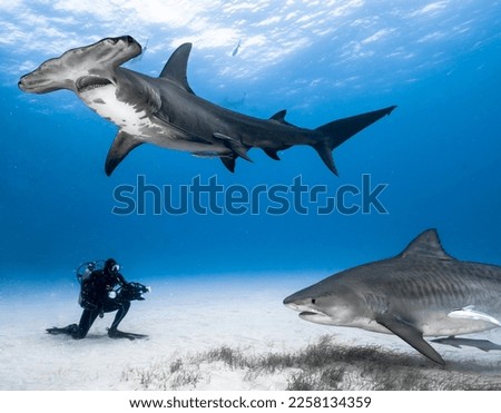 Scuba Diver diving with Hammer Head and Tiger Sharks in The Bahamas.  Royalty-Free Stock Photo #2258134359