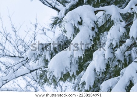 Pine tree covered with a lot of snow