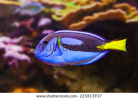 Fishes and corals reef in aquarium - nature background