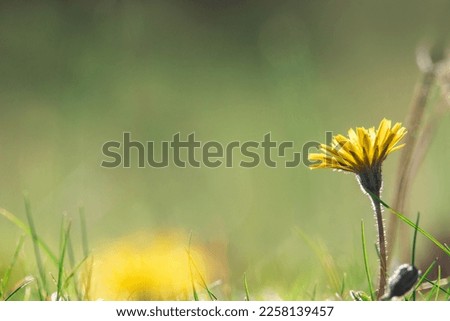 Wild yellow flower named Rough hawkbit. Leontodon hispidus. Green background.