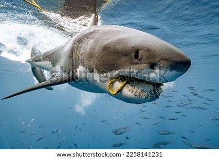 Great White Shark Close Up Royalty-Free Stock Photo #2258141231