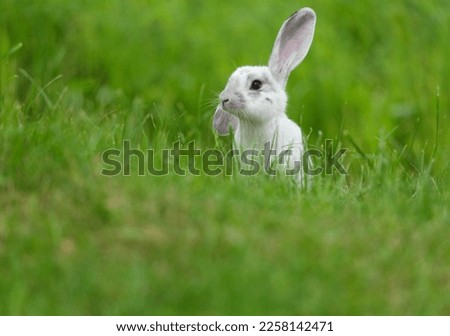 Little cute rabbit sitting on the grass. Bunny on green background. Summer day