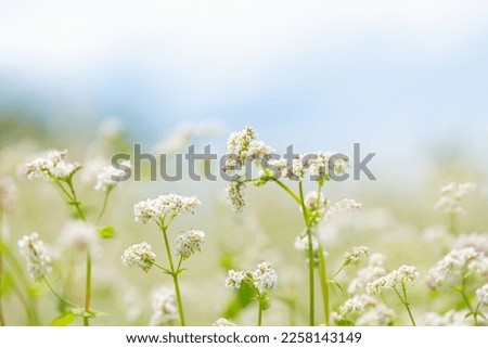 Close up of flowers of buckwheat in a field Royalty-Free Stock Photo #2258143149