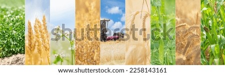 Harvest collage with crop in fields. Summer time