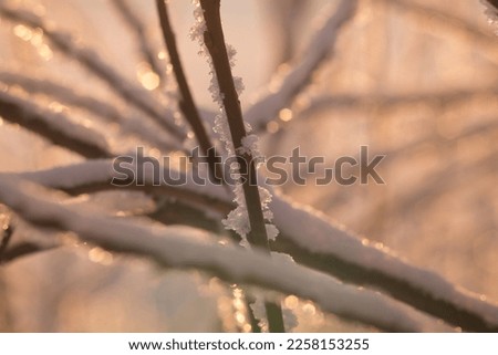 Frozen branches close up as a golden winter background picture with bokeh
