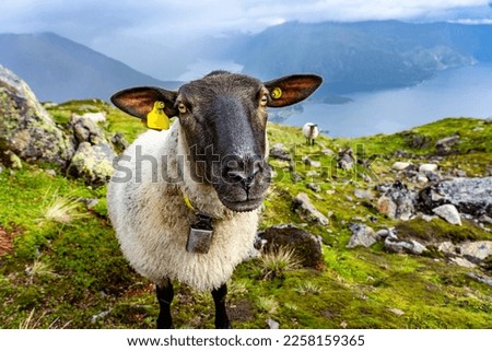 Holidays in Southern Norway: The town of Balestrand on the Sognefjord - hiking up Raudmelen mountain, Funny sheep close-up portrait Royalty-Free Stock Photo #2258159365