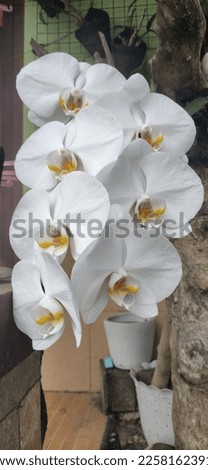 beautiful white orchid. Orchidaceae is a family of flowering plants with the most members. The species are widely distributed from the wet tropics to the circumpolar region