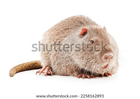 Large brown nutria isolated on a white background.