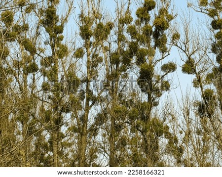 Viscum album or mistletoe is a hemiparasite on several species of trees. European mistletoe, common mistletoe or simply as mistletoe