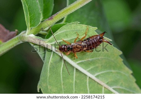 European Earwig on plant leaf. Insect and wildlife conservation, habitat preservation, and backyard flower garden concept.