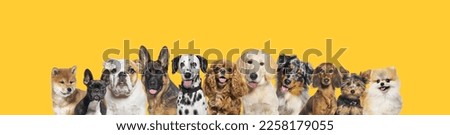 Row of different size and breed dogs over yellow horizontal social media or web banner with copy space for text. Dogs are looking at the camera, some cute, panting or happy