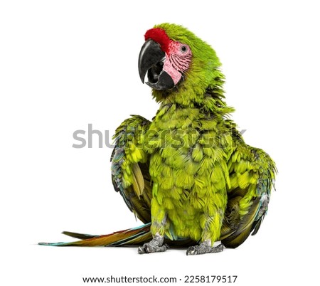 Angry Great green macaw spreading its wings and feathers to impress , Ara ambiguus, Isolated on white
