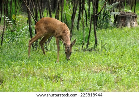 Young deer in summer forest 