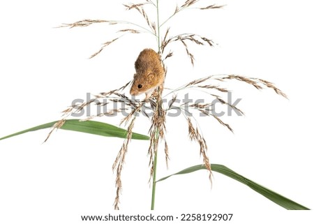 Harvest mouse, Micromys minutus, climbing, holding and balancing on high grass, isolated on white Royalty-Free Stock Photo #2258192907