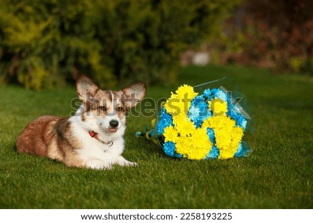 Cute white and red Welsh Corgi lies on a green lawn with a beautiful bouquet of blue and yellow chrysanthemums