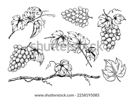 Ink grape set, hand drawn leaf on branches, organic wine. Vegetarian vineyard, sweet alcohol fruits, sketch style leaves, garden plants. Decorative elements. Vector isolated illustration Royalty-Free Stock Photo #2258195085