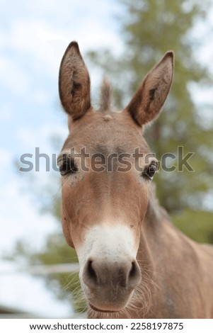 Mini mule outside profile picture
