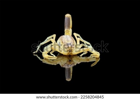 High venomous scorpion isolated on black background (Deathstalker scorpion)