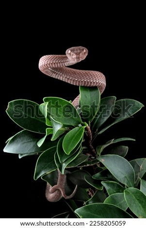 Baby viper snake on tree with black background, trimeresurus purpureomaculatus viperidae