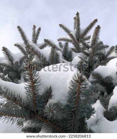 A close-up shoot of pine tree branches under snow on a blue sky backgound. Welcoming winter with snow. Calm scene. Relaxation winter background photo. Nature. Christmas tree covered with snow. Cold. 