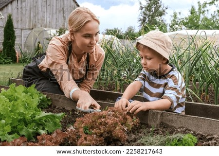 Gardening Family gardeners plant a plant in the ground.Agroculture.plants garden, farming, freelance, work at home, slow life, mood Agriculture, gardening cottagecore, ecology,agrarian life Royalty-Free Stock Photo #2258217643