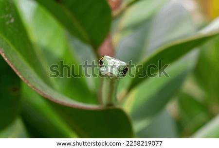 Cute Spotted bush snake (Philothamnus semivariegatus)