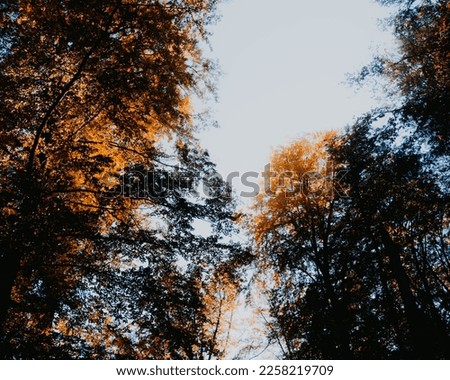Embrace autumn's serenity as orange and brown trees bask in the interplay of sunlight and shadow
